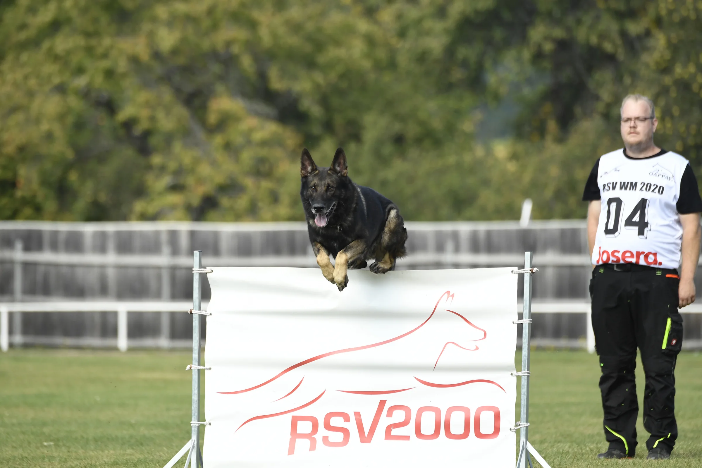 Sporthund bei einer Veranstaltung
