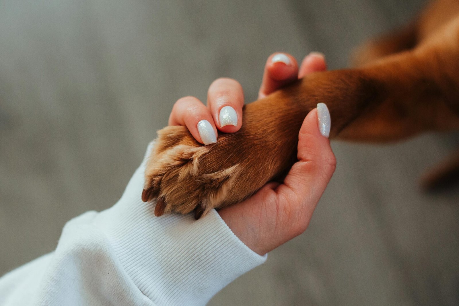 pexels-photo-7788657-7788657 Close-up of a woman's hand holding a dog paw symbolizing trust and companionship.